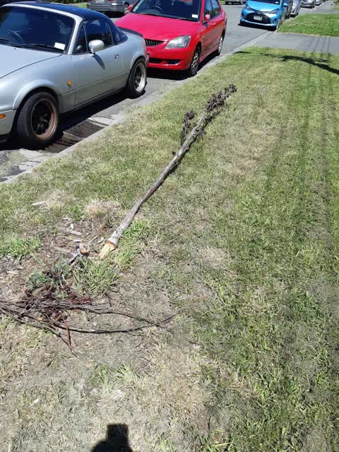 Roading/Streets, a report photo