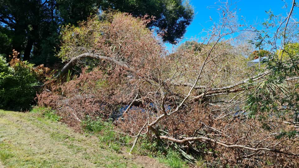 The photograph attached to this parks report