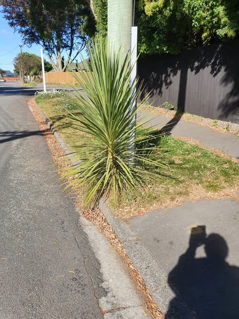 Roading/Streets, a report photo