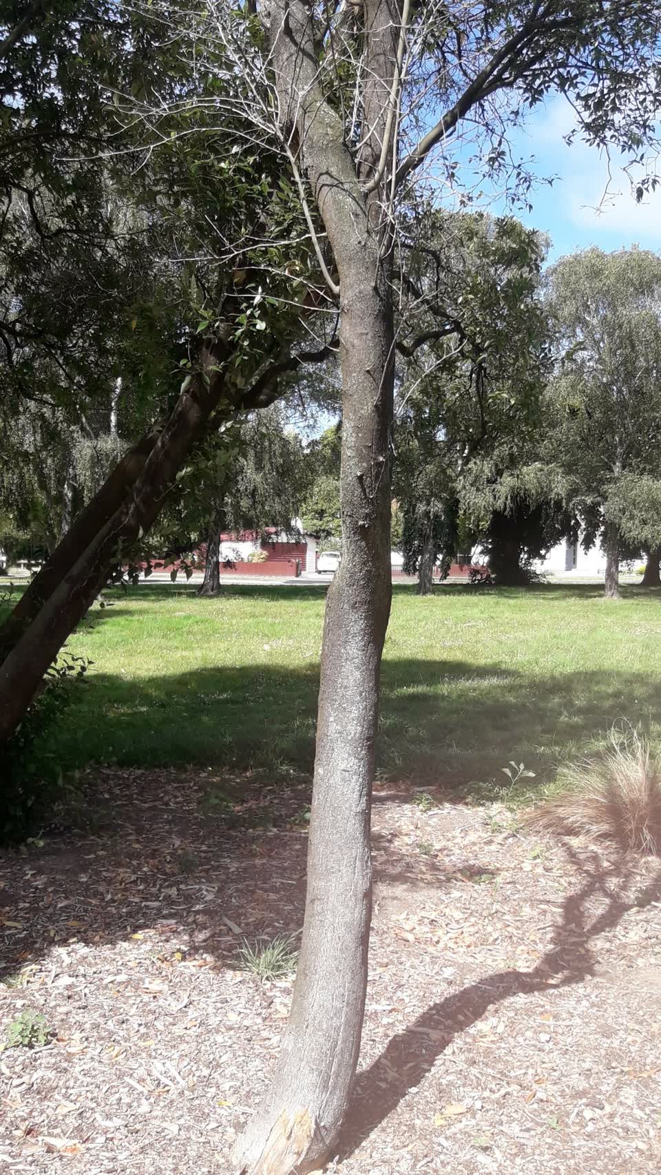 The photograph attached to this parks report