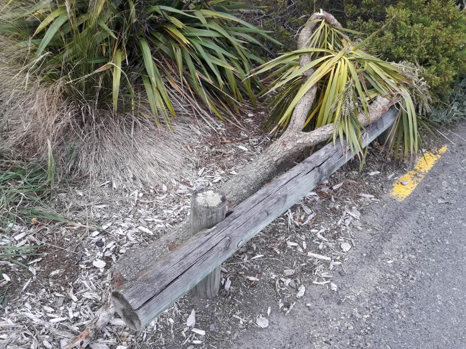 The photograph attached to this parks report