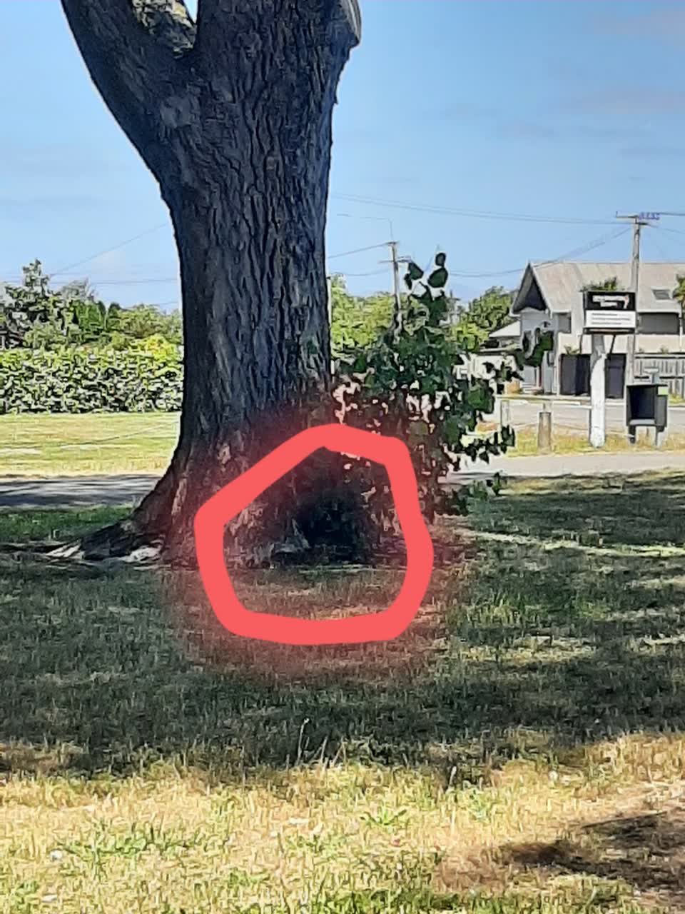 The photograph attached to this parks report