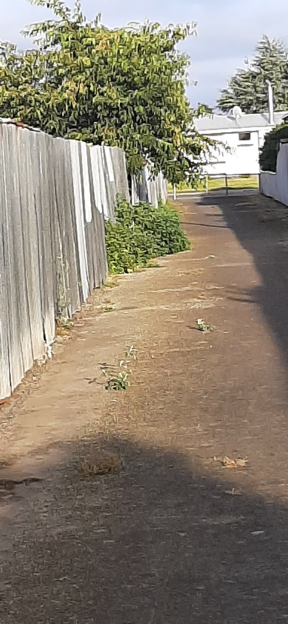 The photograph attached to this parks report