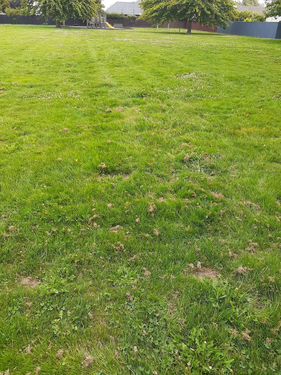 The photograph attached to this parks report