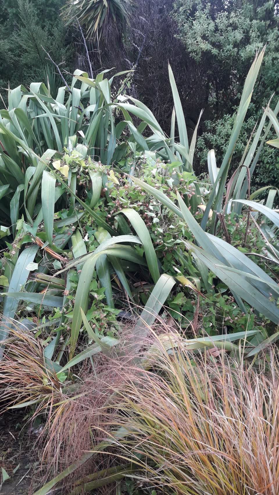 The photograph attached to this parks report