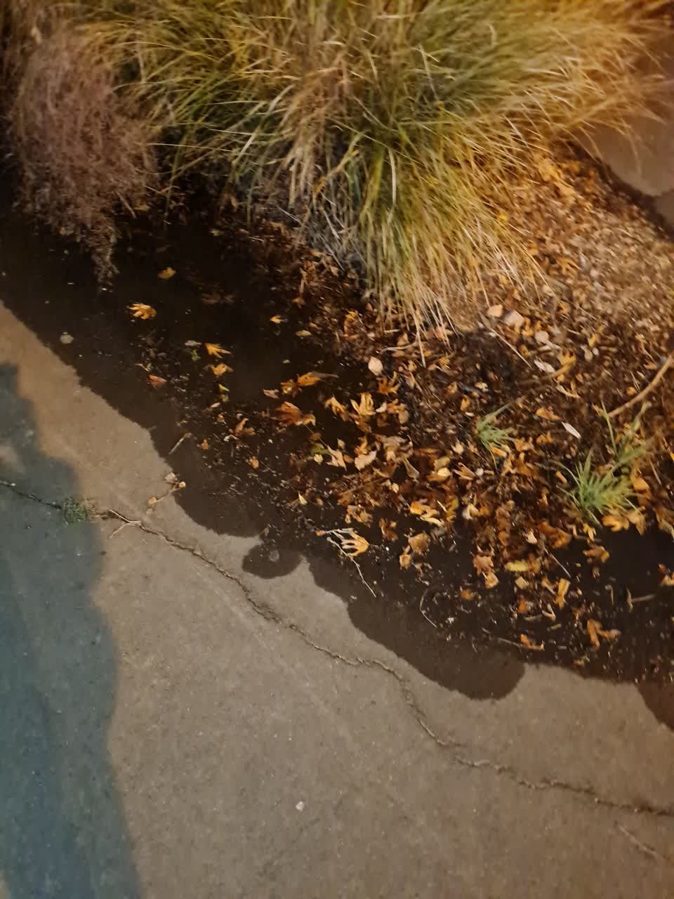 The photograph attached to this water leak report