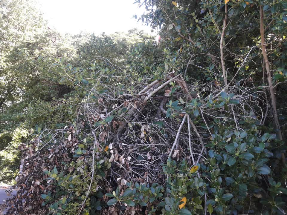 The photograph attached to this parks report