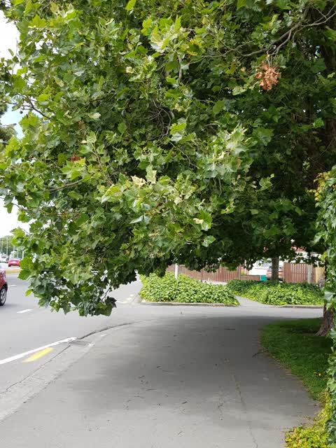 Roading/Streets, a report photo