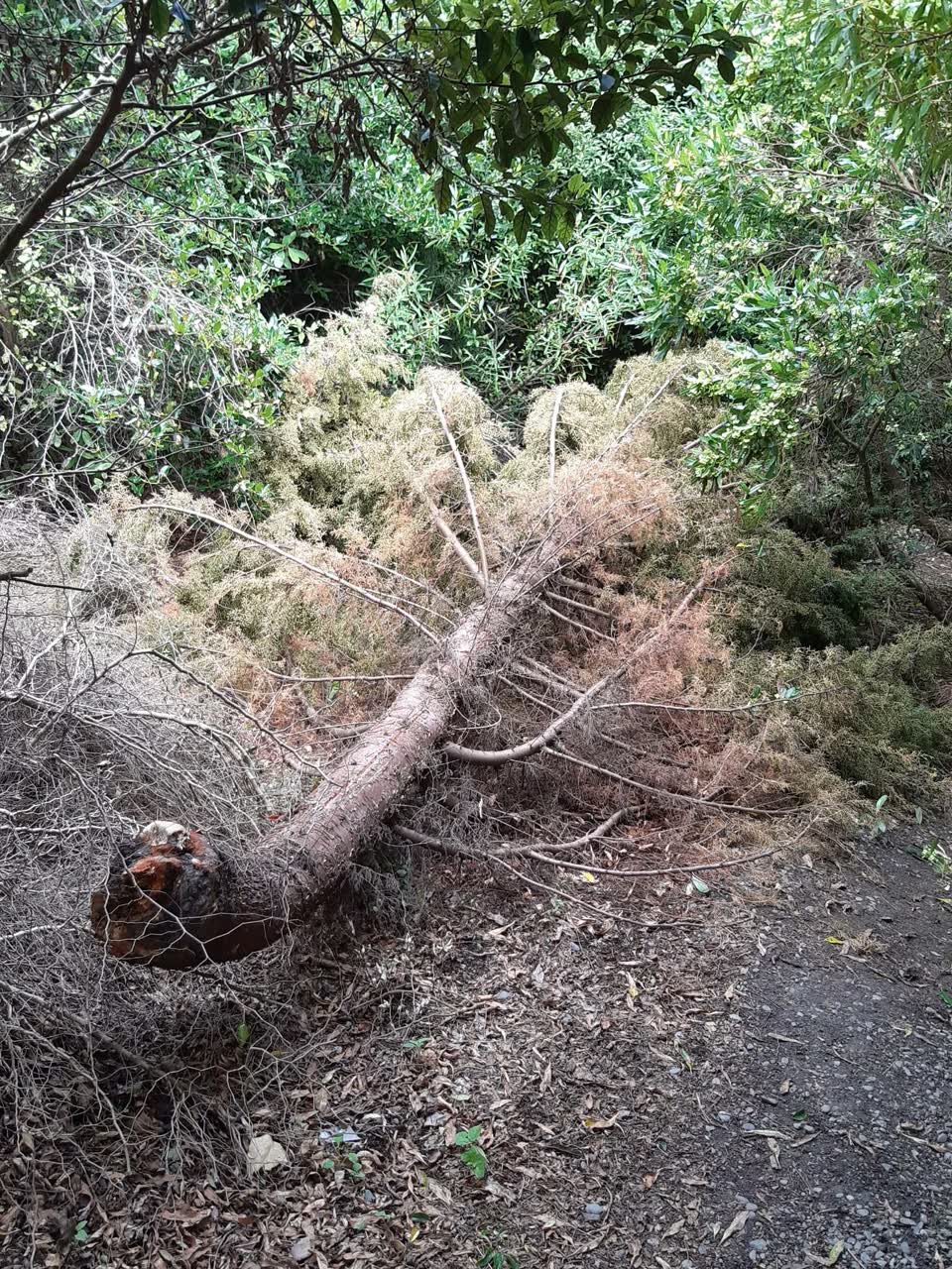 The photograph attached to this parks report