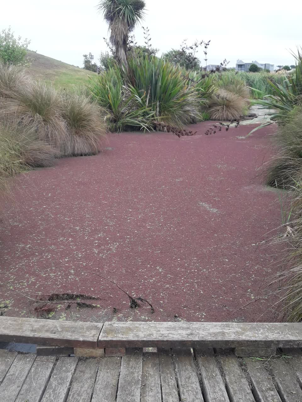 The photograph attached to this parks report