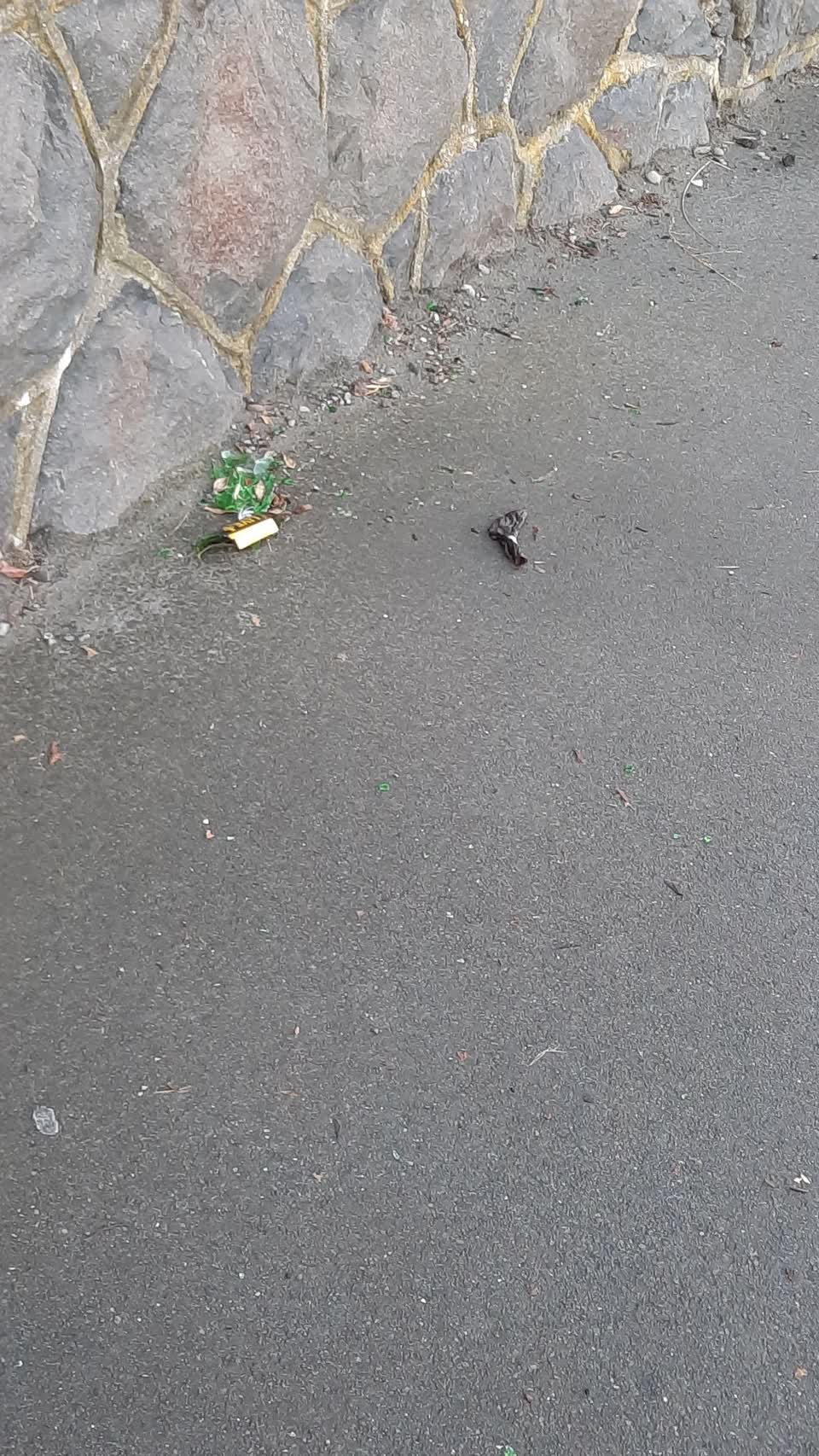 The photograph attached to this parks report