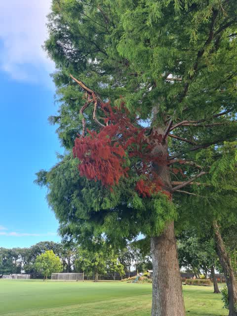 Parks, a report photo