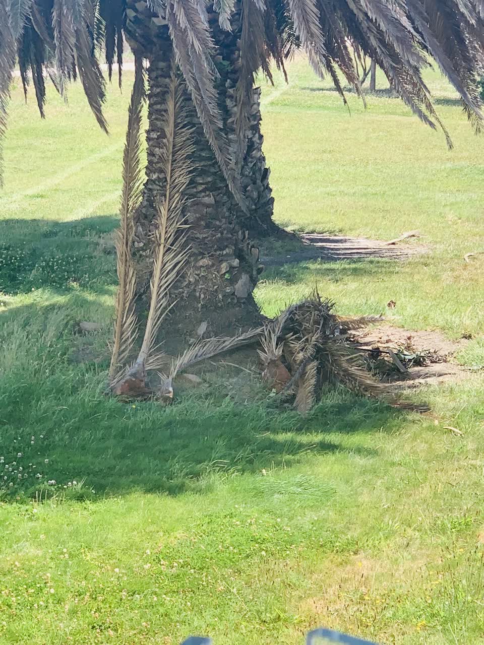 The photograph attached to this parks report