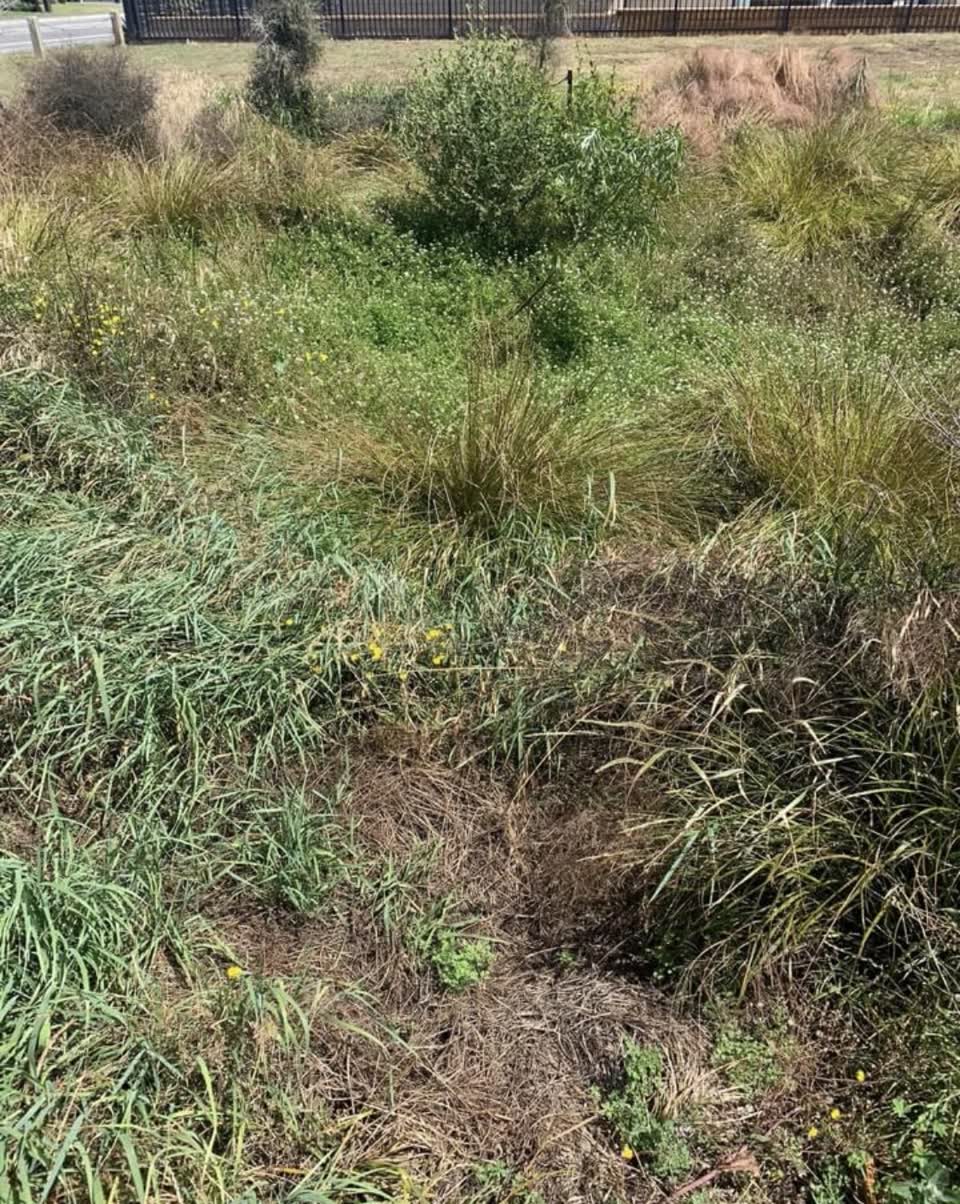 The photograph attached to this parks report