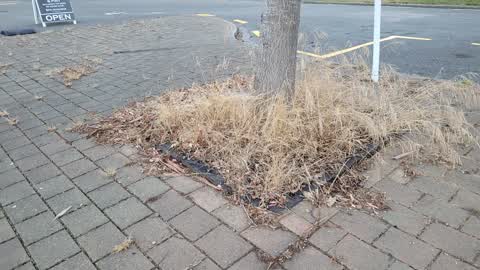 Roading/Streets, a report photo