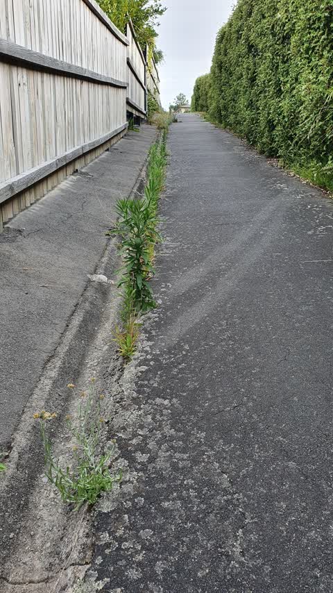Roading/Streets, a report photo