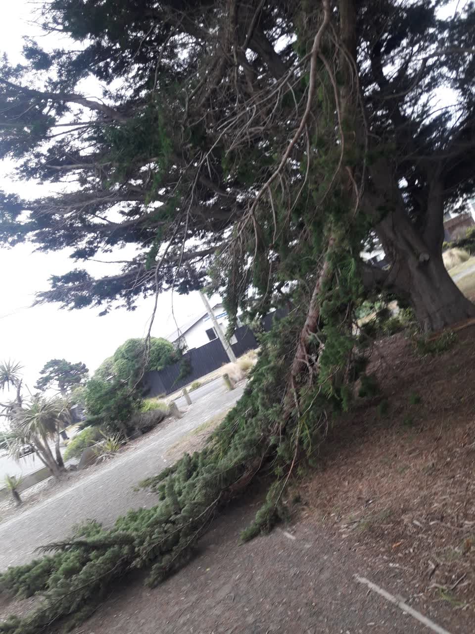 The photograph attached to this parks report
