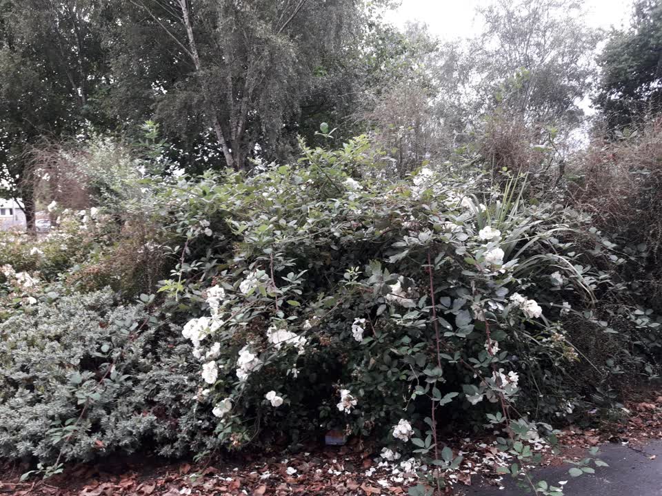 The photograph attached to this parks report