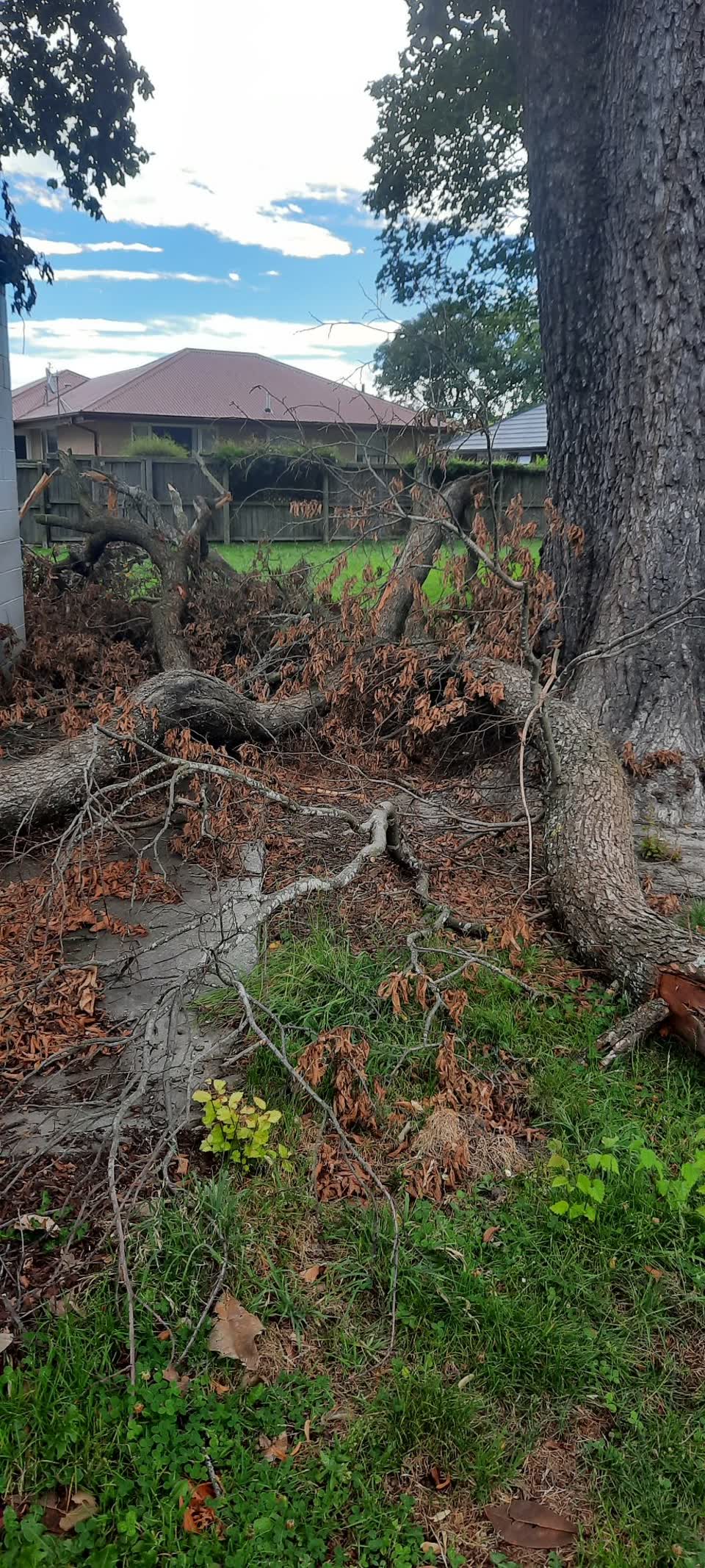 The photograph attached to this parks report