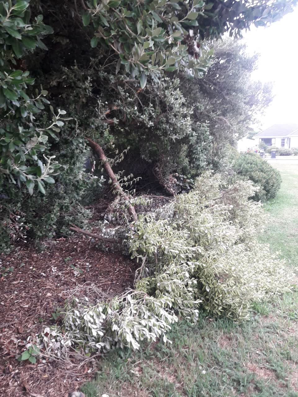 The photograph attached to this parks report