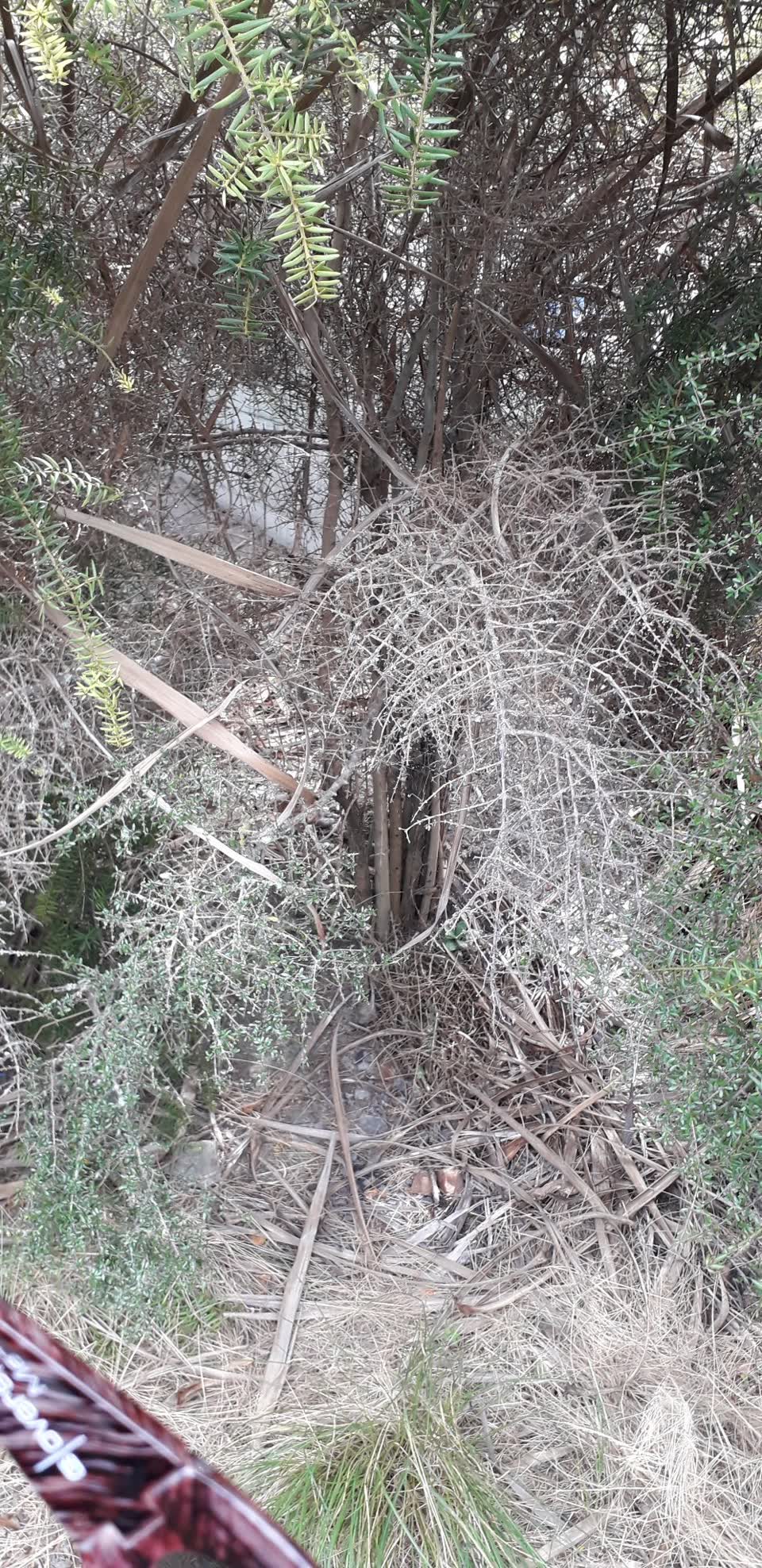 The photograph attached to this parks report