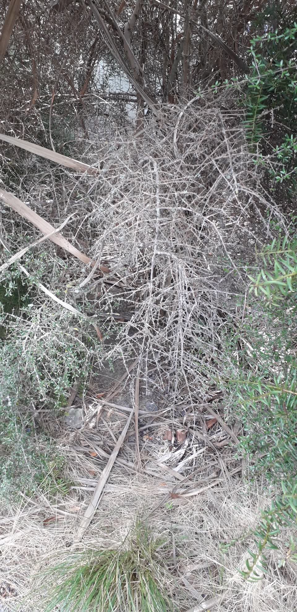 The photograph attached to this parks report