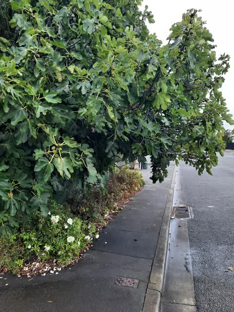 Roading/Streets, a report photo