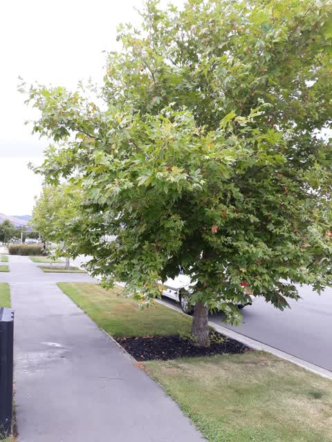 Parks, a report photo