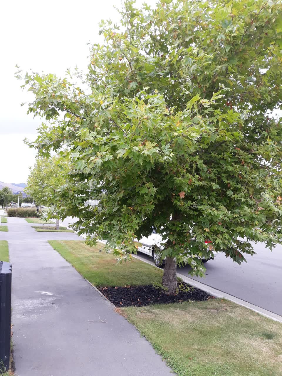 The photograph attached to this parks report