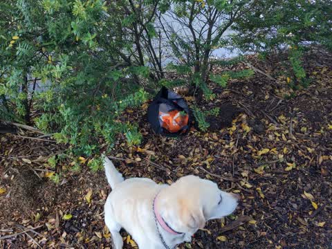 Rubbish/Recycling, a report photo