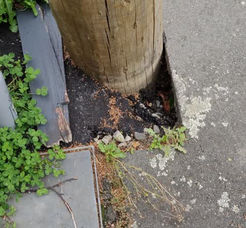 Roading/Streets, a report photo