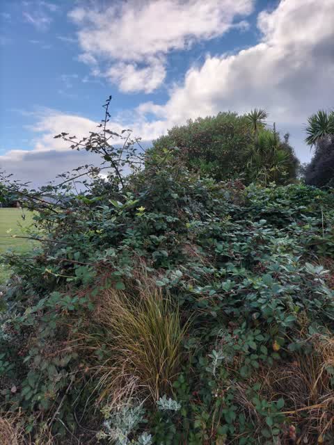 Parks, a report photo