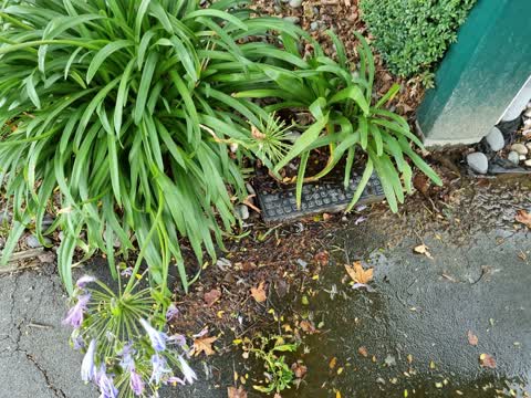 Water Leak, a report photo