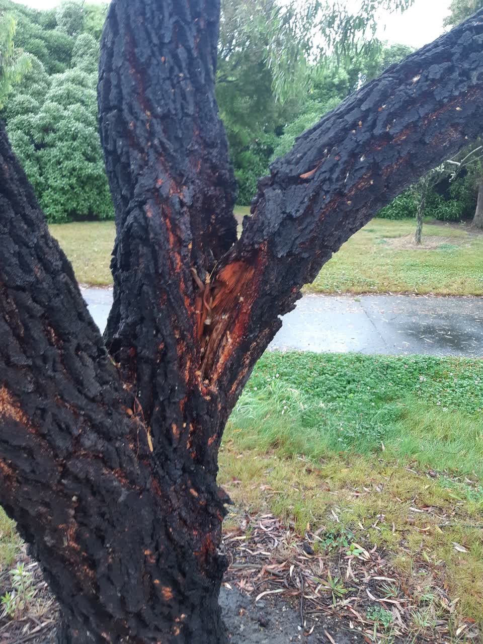 The photograph attached to this parks report