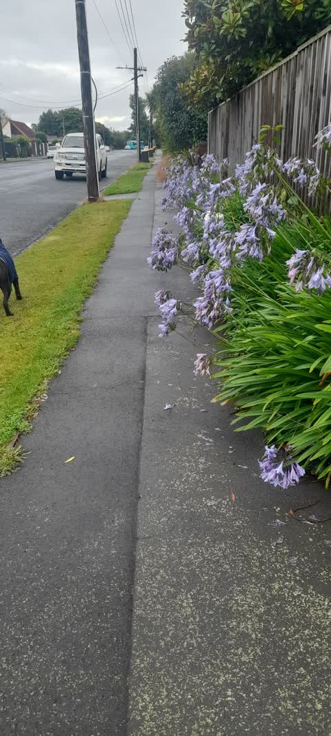 Roading/Streets, a report photo