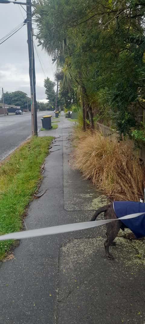 Roading/Streets, a report photo