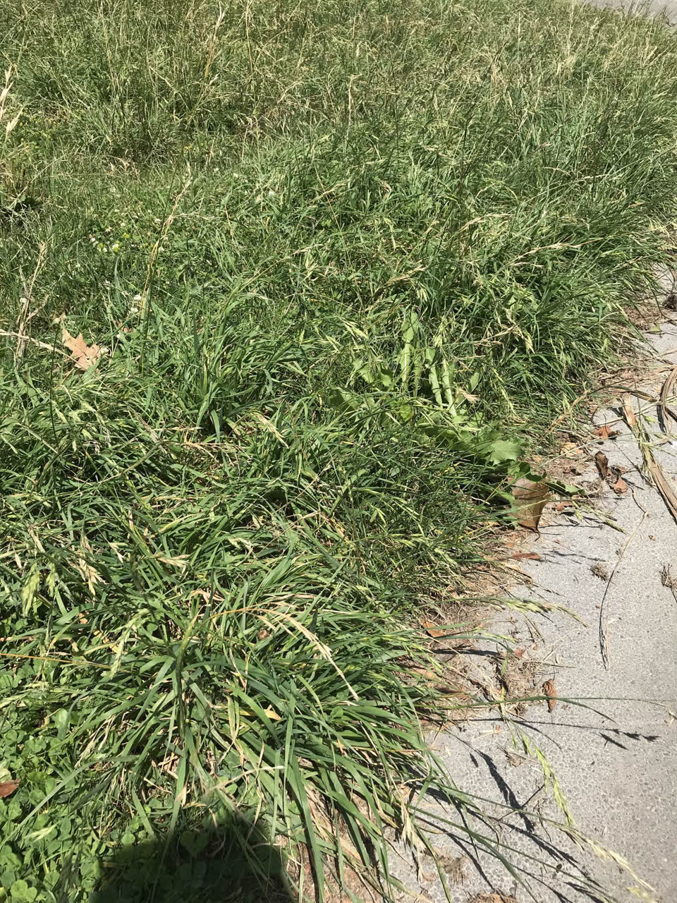 The photograph attached to this parks report