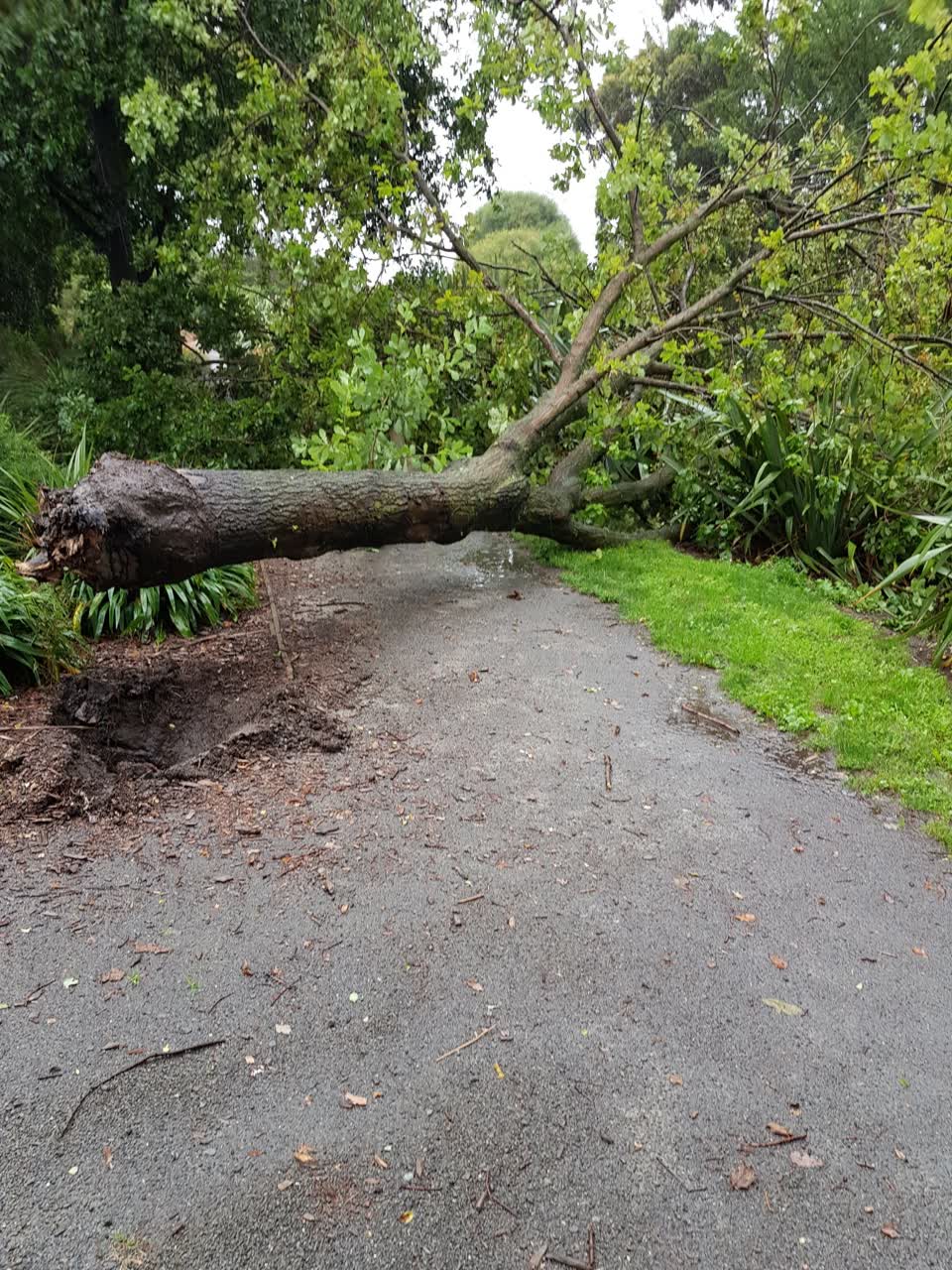 The photograph attached to this parks report