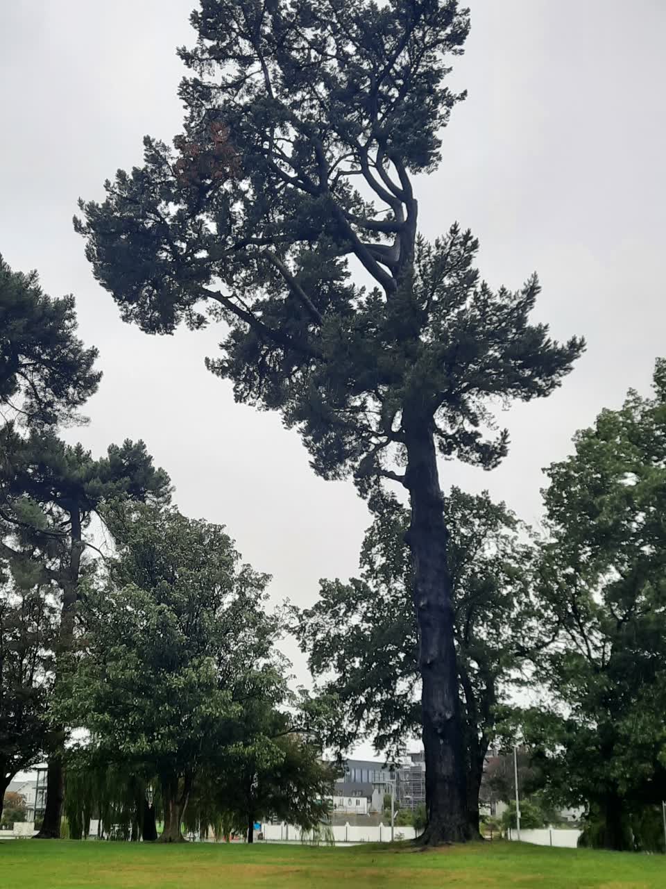The photograph attached to this parks report