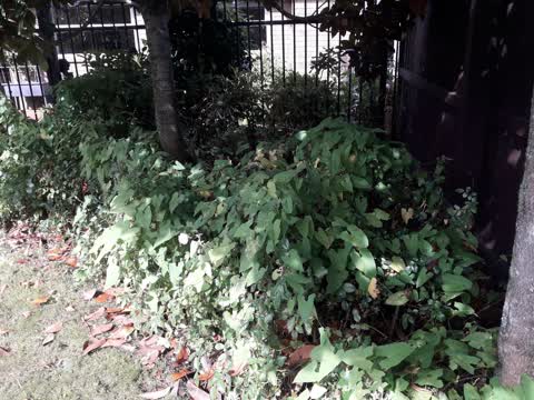 Parks, a report photo