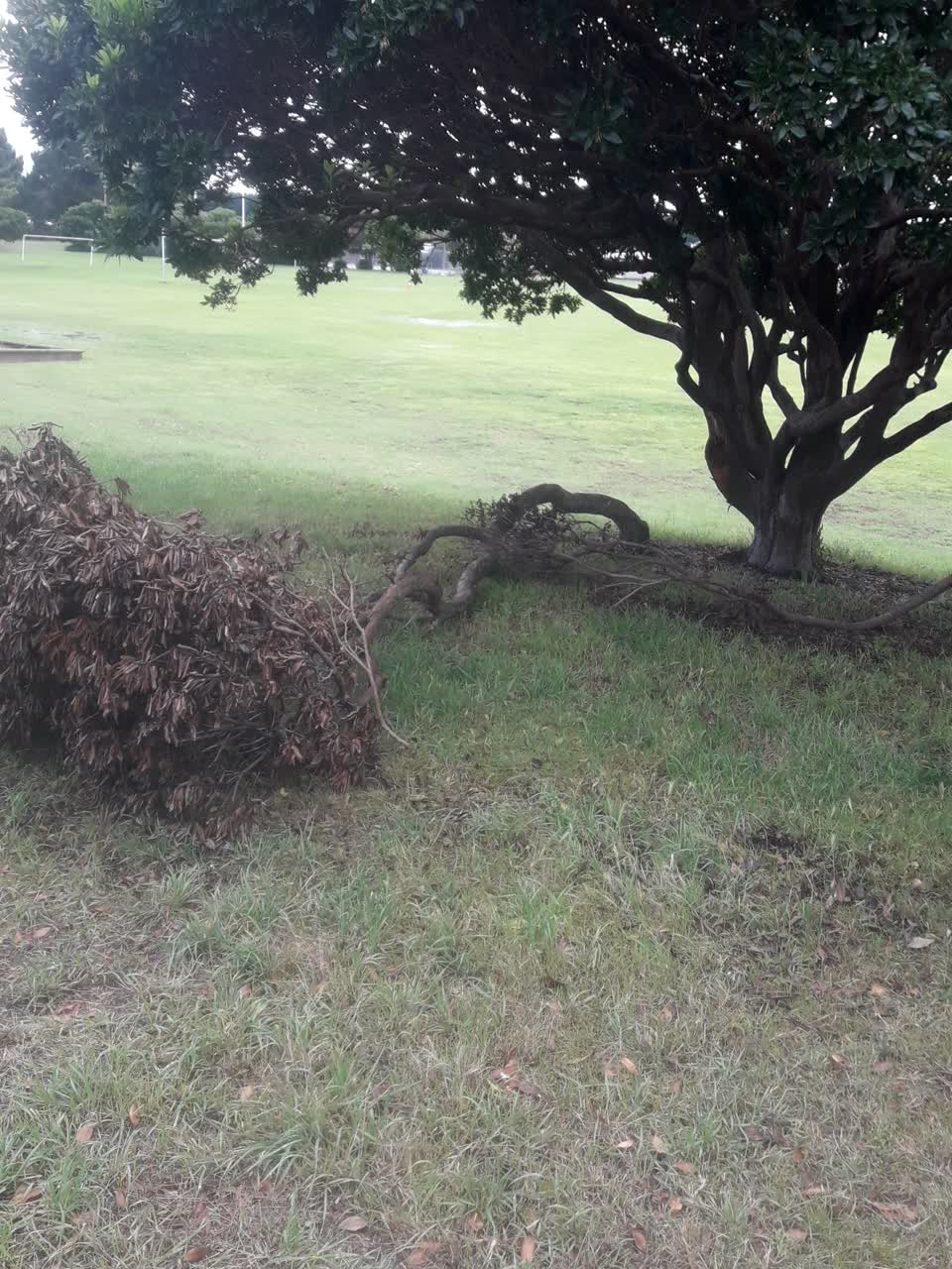 The photograph attached to this parks report