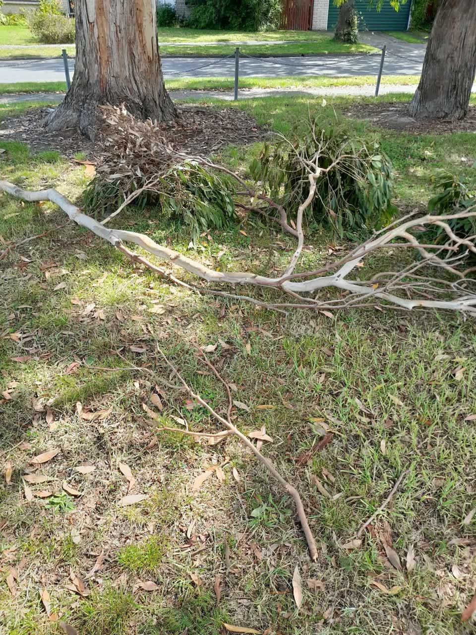 The photograph attached to this parks report