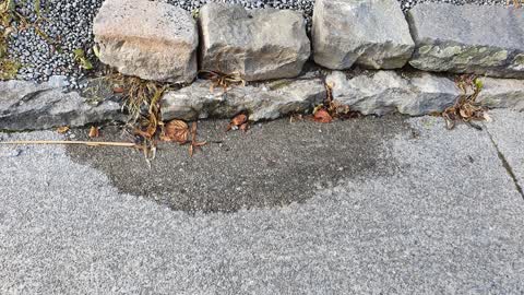 Water Leak, a report photo