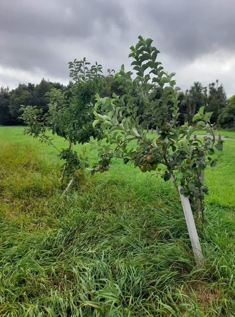 The photograph attached to this parks report