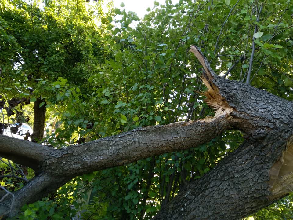 The photograph attached to this parks report