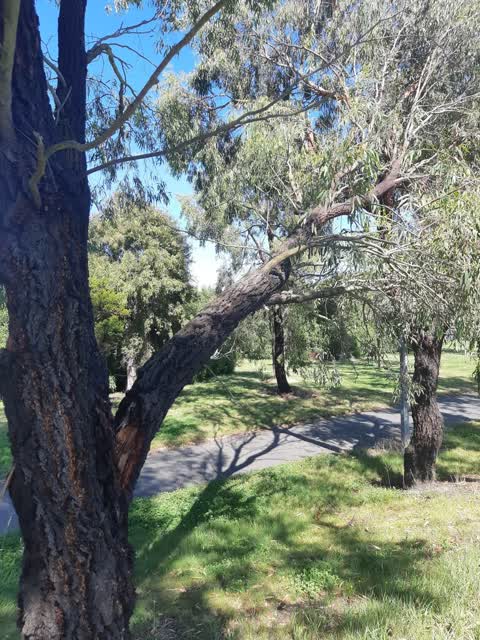 Parks, a report photo