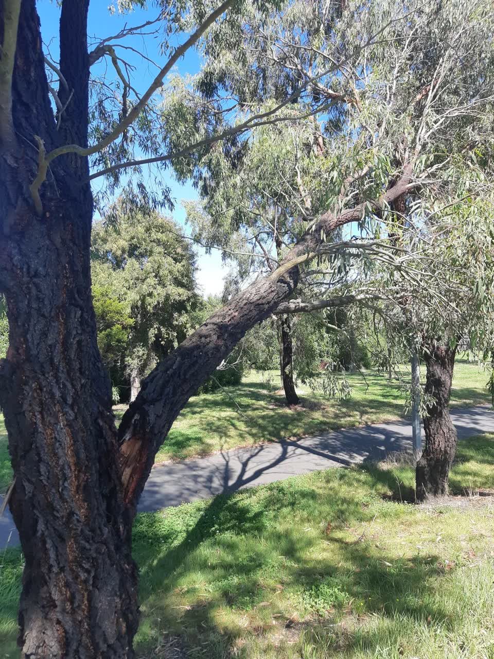The photograph attached to this parks report
