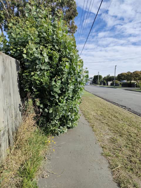 Roading/Streets, a report photo