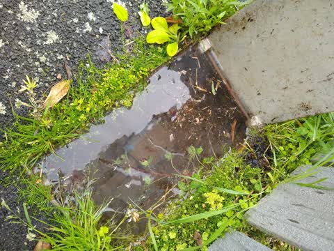 Water Leak, a report photo