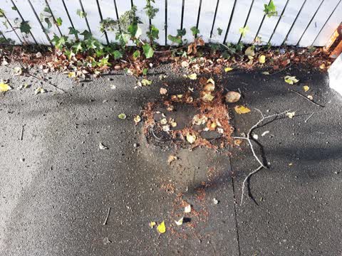 Water Leak, a report photo